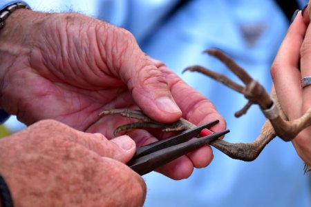 Banding Ridgway's rail before release photo