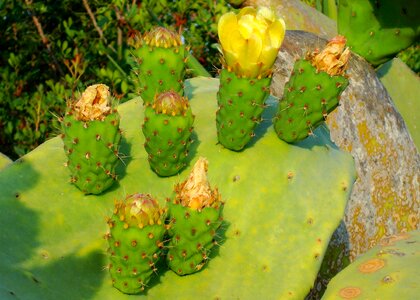 Plant cactus flowers yellow photo
