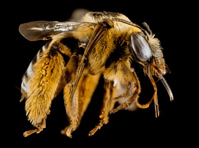 Svastra aegis, F, Side, GA, Baker County 2015-01-12-14.35.37 ZS PMax