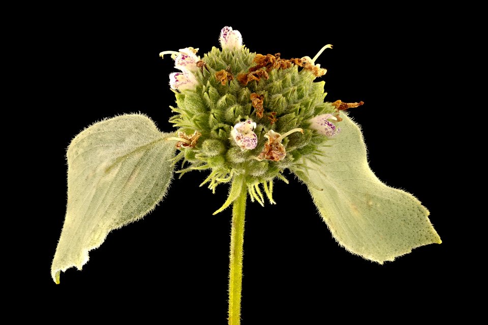 Pycnathemum muticum, Mountain Mint, Howard County, MD, Helen Lowe Metzman 2017-08-07-18.50