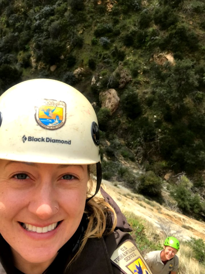 Biologists repel to condor nest for 2019 Condor Cam installation.