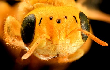 Arhysosage speces aff flava, face 2014-06-15-16.03.52 ZS PMax