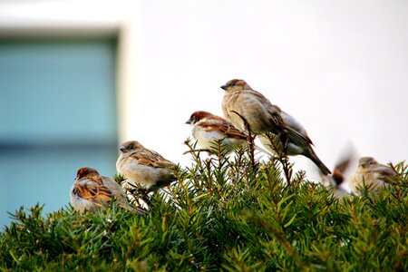 Bird sitting branch photo