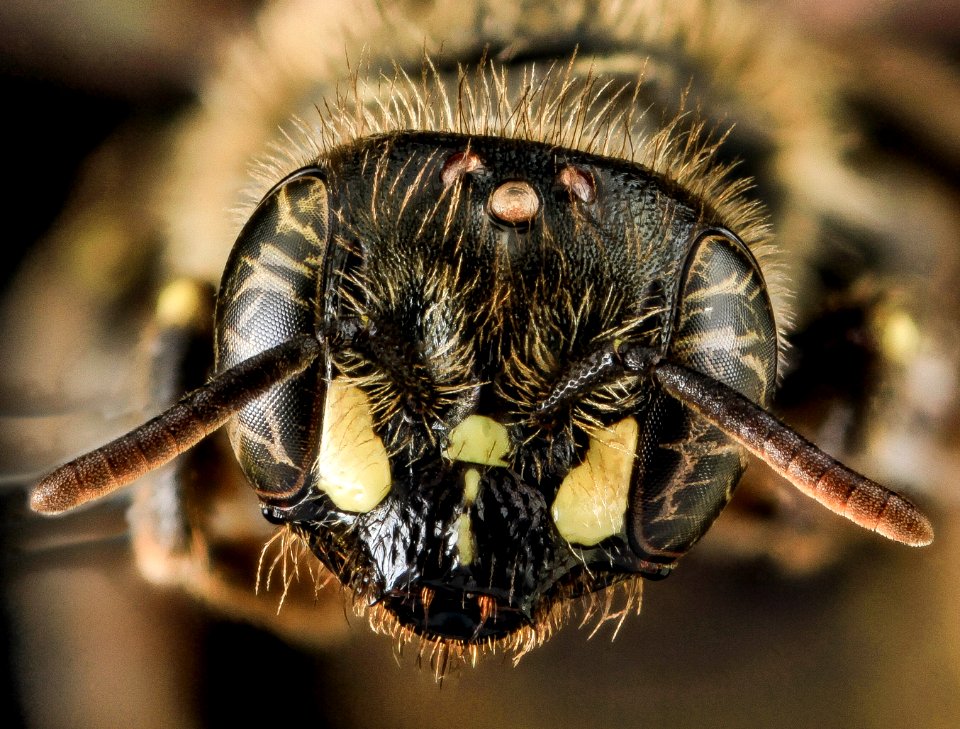 Calliopsis andreniformis, F, Face, MD, Carroll County 2013-07-24-15.07.21 ZS PMax
