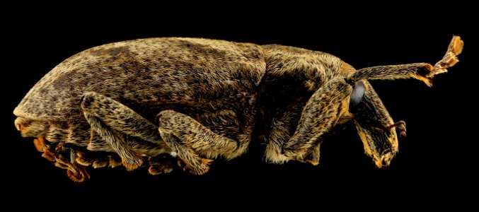 Cleonus, U, Side, Lake Michigan 2014-01-17-11.12.44 ZS PMax