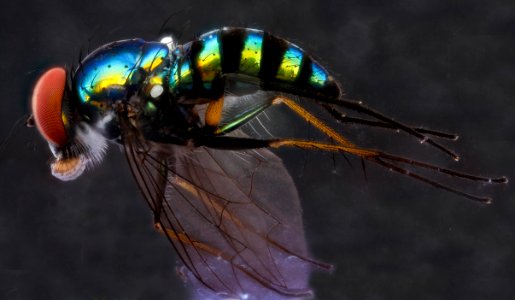 Fly with ink, U,side 2012-12-12-14.35.20 ZS PMax