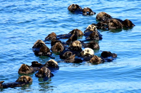 Sea otter raft photo