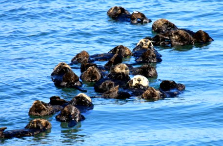 Sea otter raft