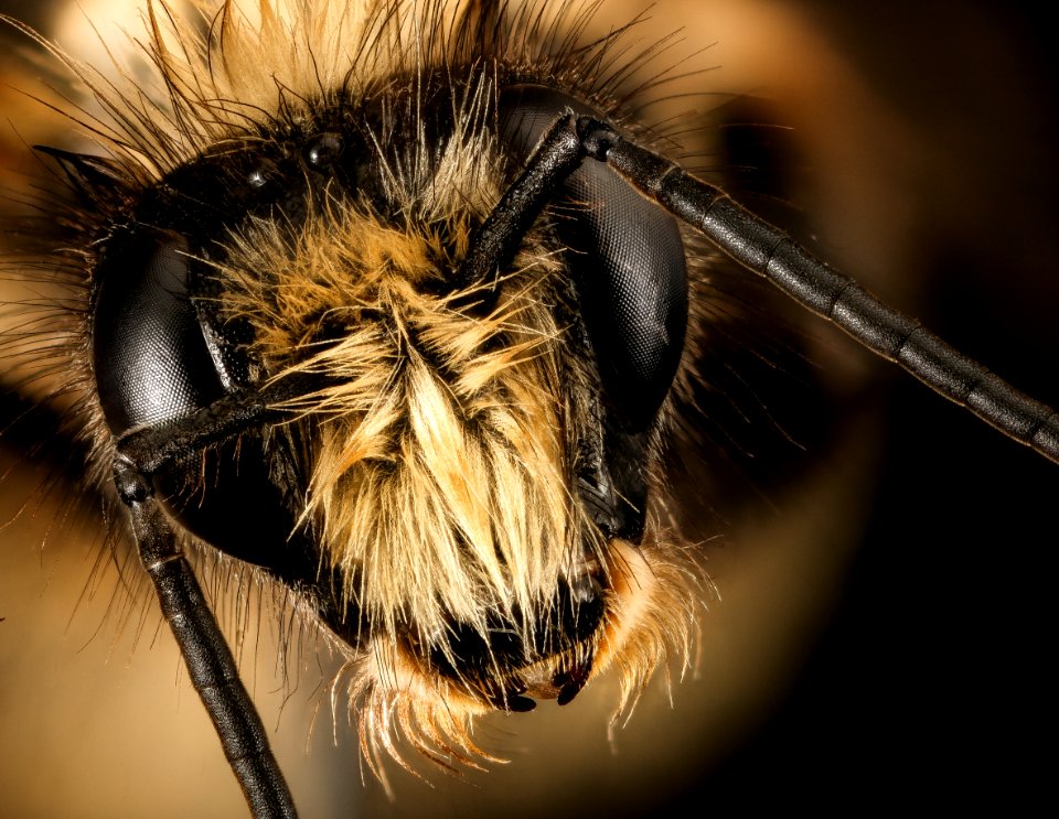 Bombus melanopygus, f, face, san francisco, ca 2016-05-04-15.28