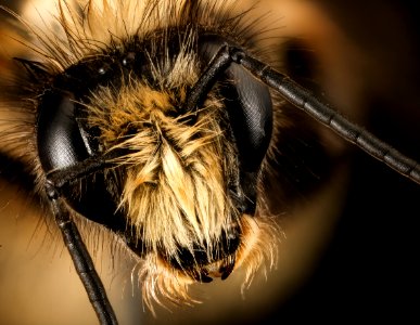 Bombus melanopygus, f, face, san francisco, ca 2016-05-04-15.28
