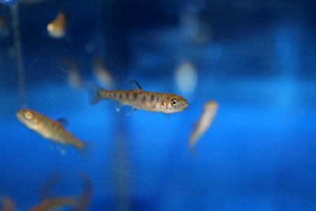 1 1/2 month old Lahontan cutthroat trout