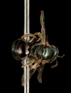Lasioglossum platyparium, f, back, Charles Co., MD 2016-03-15-22.17
