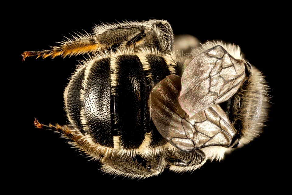 Hoplitis pilosifrons, eastern neck nwr, kent, md, back 2015-05-25-11.49.08 ZS PMax
