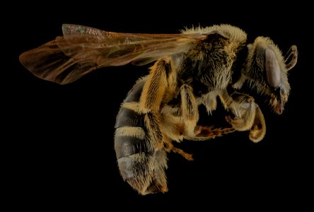 Lasioglossum coriaceum, F, Side, IN, Porter County 2014-04-11-16.39.05 ZS PMax photo