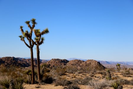 Yucca brevifolia in Joshua Tree National Park