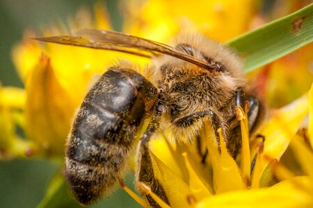 Macro pollen summer