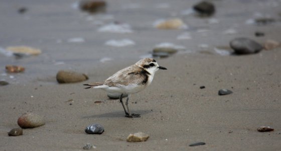 Oiled Western snowy plover at Coal Oil Point Reserve. Photo by Chris Dellith/USFWS. photo