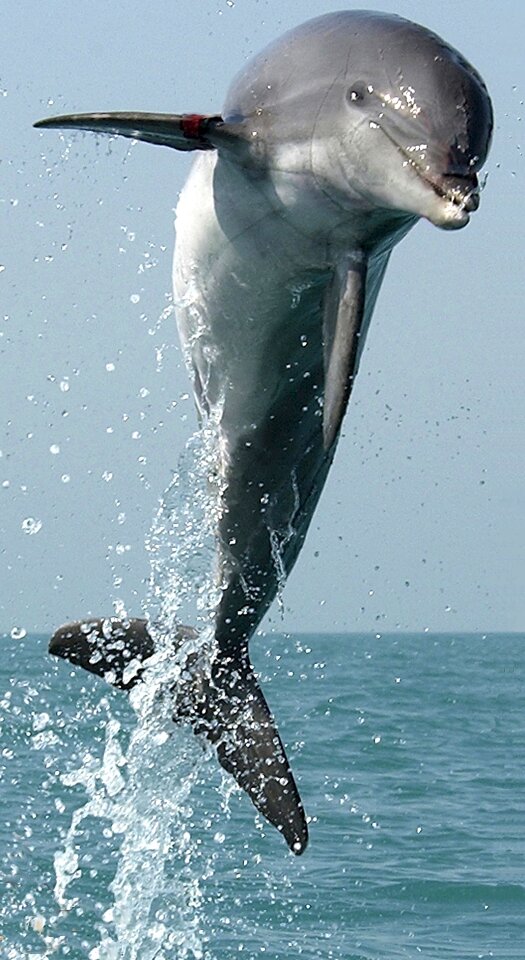 Swimming leap jump
