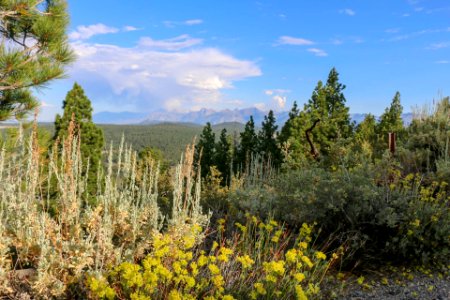 Eastern Sierra and sagebrush photo