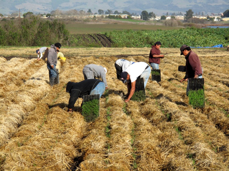 Native seed production field installation on Watsonville Slough Farm.