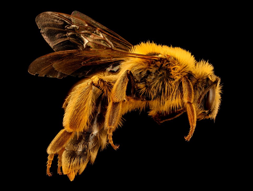Andrena helianthi, u, right side, Hartville Ohio 2018-03-06-20.36