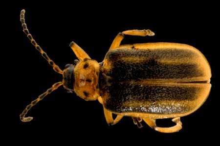 Beetle from Spatterdock, back, Upper Marlboro 2013-10-08-19.54.02 ZS PMax photo