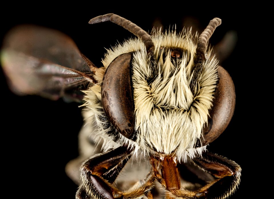 Megachile concinna, M, Face, Puerto Rico, Boqueron 2014-09-18-16.17.22 ZS PMax