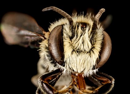 Megachile concinna, M, Face, Puerto Rico, Boqueron 2014-09-18-16.17.22 ZS PMax
