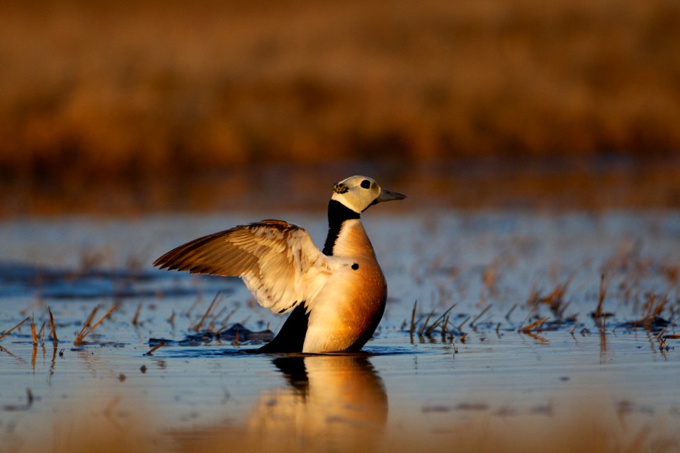 Steller's eider flap