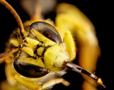 Caenonomada unicalcarata, m, paraguay, face 2014-08-07-20.31.59 ZS PMax photo