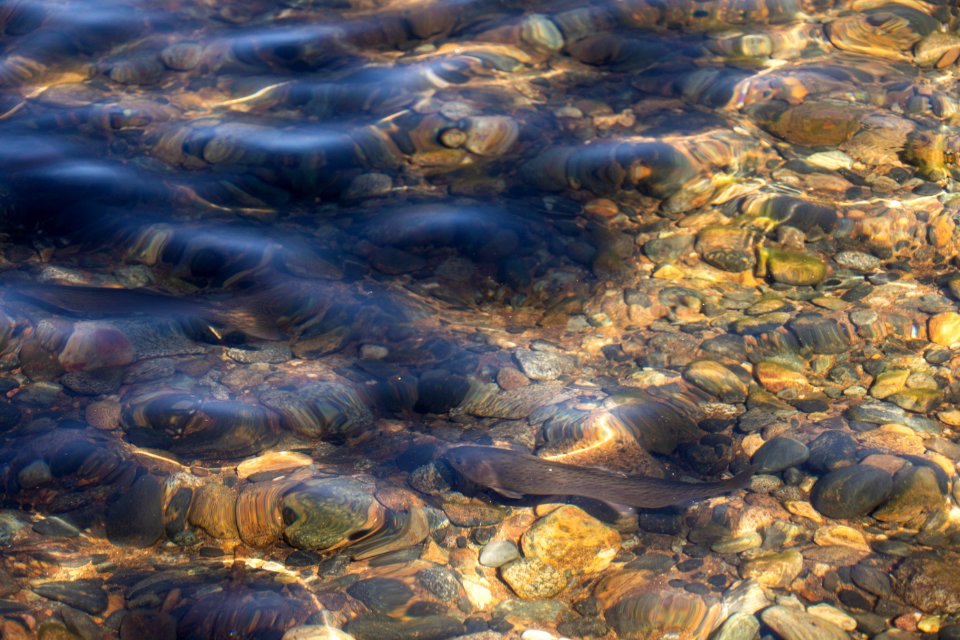 Lahontan cutthroat trout stocking, Lake Tahoe