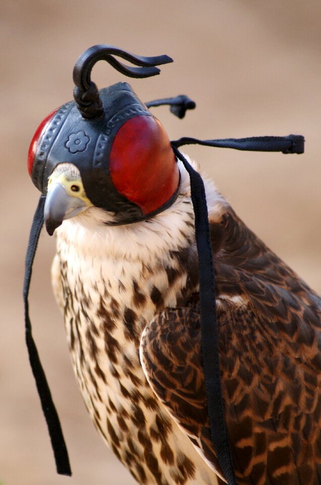 Wing feather griffin