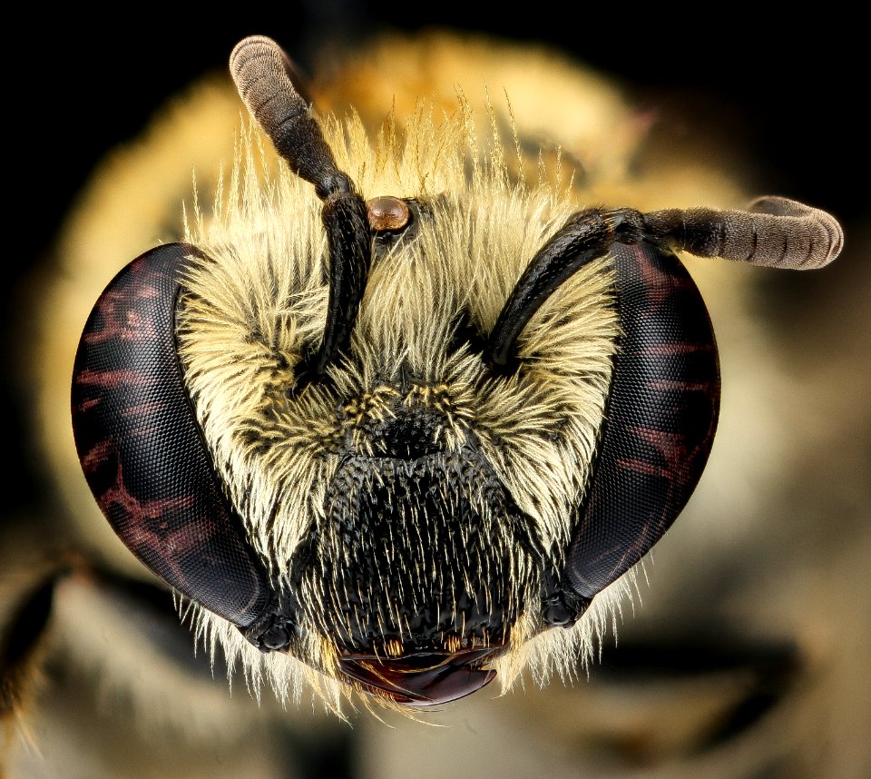 Colletes solidaginis, f, face, Suffolk, VA 2018-06-19-18.18.39 ZS PMax UDR