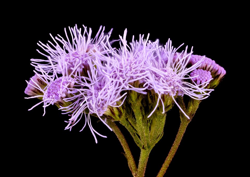 Conoclinium coelestinum, Mistflower, Howard County, MD, Helen Lowe Metzman 2017-09-28-16.59