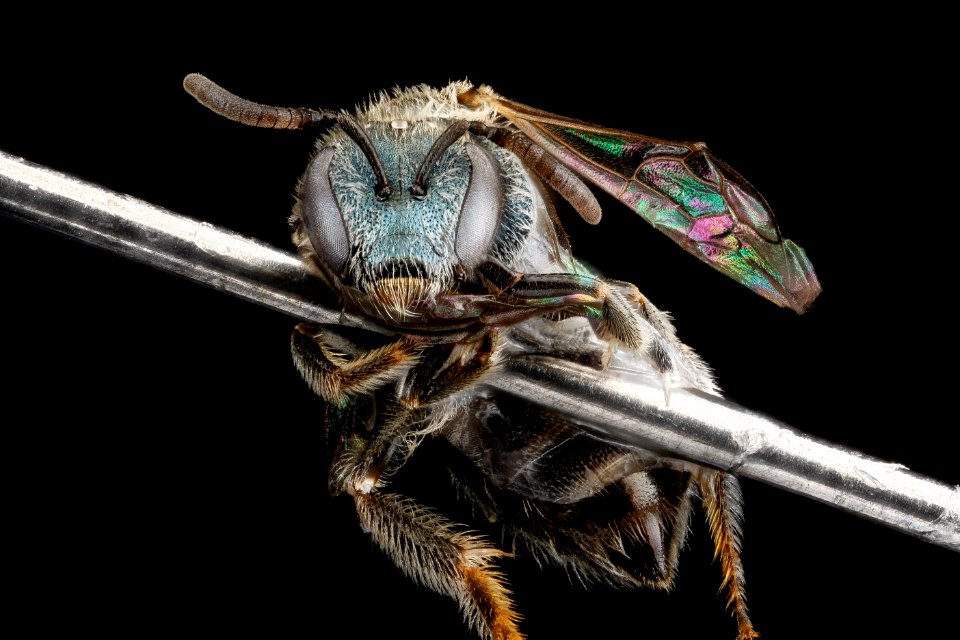 Lasioglossum tamiamense, F, face, Florida, St. Johns County 2013-03-05-14.46.36 ZS PMax