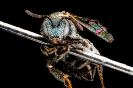 Lasioglossum tamiamense, F, face, Florida, St. Johns County 2013-03-05-14.46.36 ZS PMax