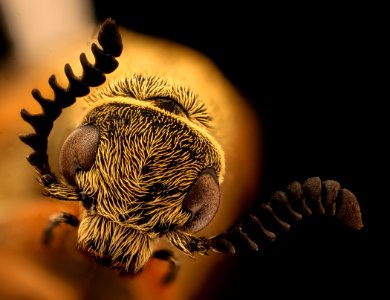 Mylabris species, u, face, Krugar National Park, South Africa 2018-07-17-17.52.49 ZS PMax UDR