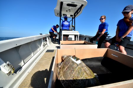 Coral, an endangered olive ridley, returns to the ocean photo