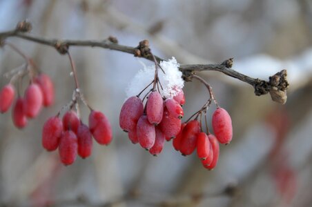Red snow gray snow