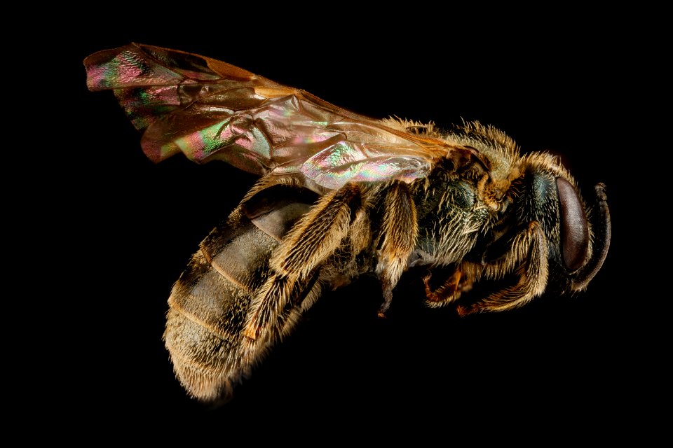 Lasioglossum versatum, F, side, Tennessee, Haywood County 2013-01-31-15.11.41 ZS PMax