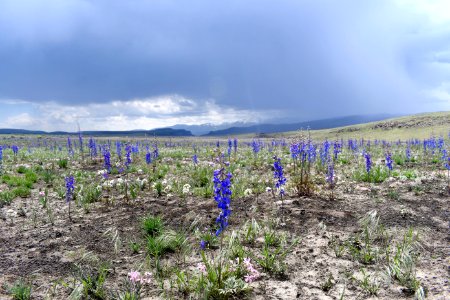 Native seed bank re-sprouting after Martin Fire in Nevada