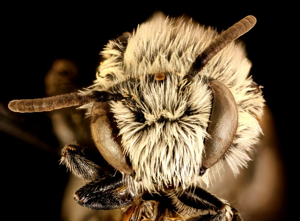 Colletes brevicornis, m, face, velum, Queen Anne Co, MD 2015-12-09-11.59