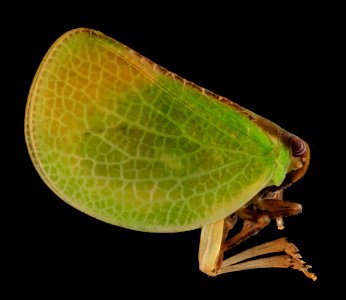 Acanalonia bivittata, side, Upper Marlboro, MD 2013-10-18-11.46.35 ZS PMax photo