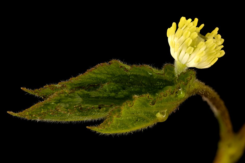 Hydrastis canadensis, Goldenseal flower, Howard County, MD, Helen Lowe Metzman 2017-04-11-15.09