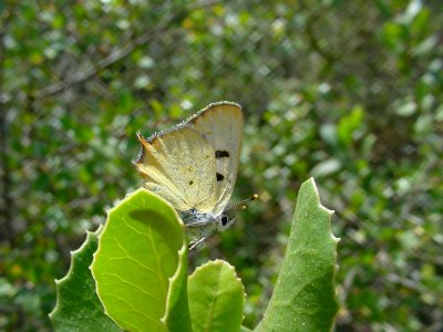 Hermes copper butterfly