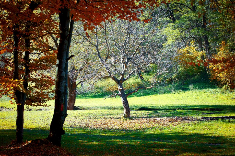 Fall season natural