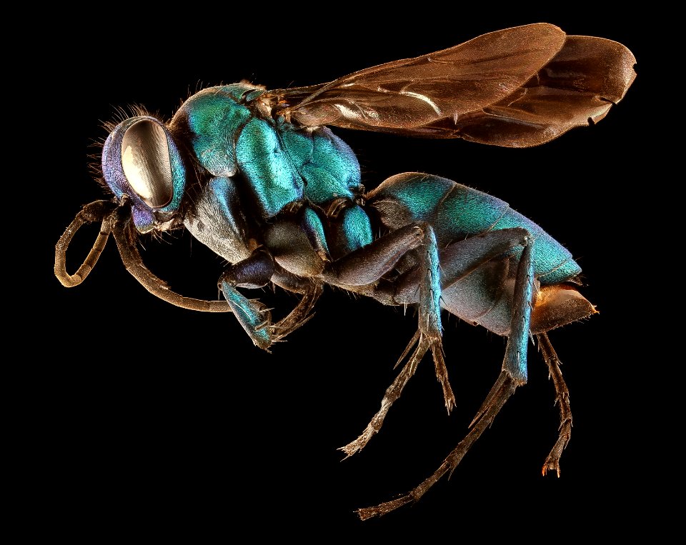 Chile wasp, m, left, Patangoia near Chile Chico, Chile 2018-07-17-12.44.33 ZS PMax UDR