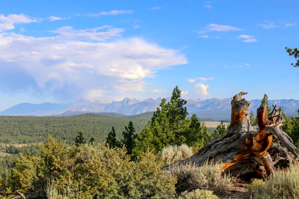 Inyo National Forest, California