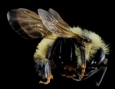 Bombus citrinus, Male, Side, Cecil County, MD 2013-11-14-08.52.58 ZS PMax photo