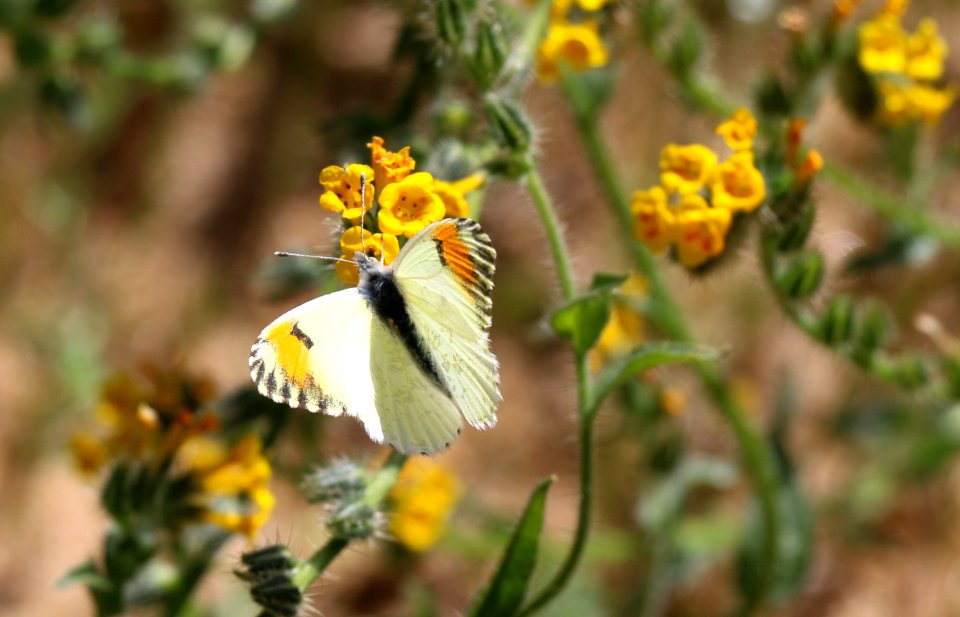Sara orange tip butterfly